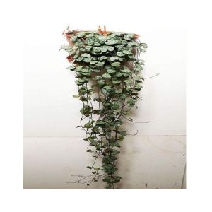 HusMah Ceropegia Woodii Imported Seeds