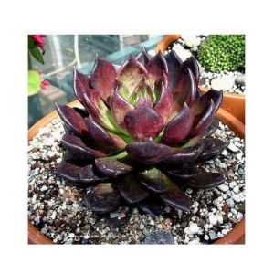 HusMah Chroma Succulent Seeds