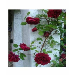 HusMah Climbing Rose Dark Maroon Flower Seeds