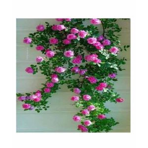 HusMah Climbing Rose Pink Flower Seeds
