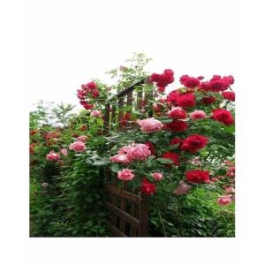 HusMah Climbing Rose Red & Pink Mix Flower Seeds