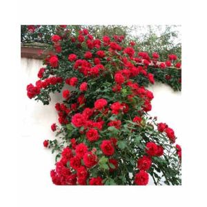 HusMah Climbing Rose Red Flower Seeds