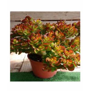 HusMah Compact Jade Succulent Seeds