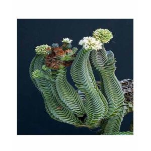 HusMah Crassula Buddha's Temple Succulent