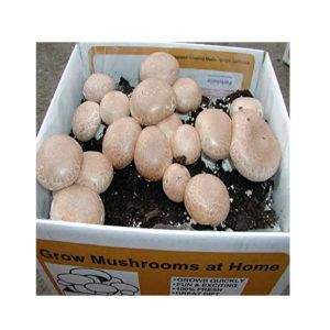 HusMah Cremini Mushroom Seeds