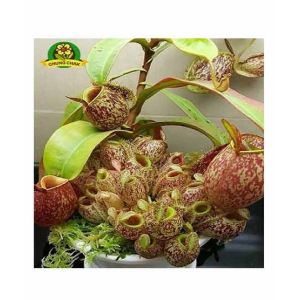 HusMah Eating Mosquito Carnivorous Nepenthes Plant Seeds
