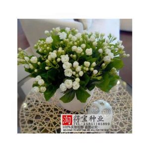 HusMah Extremely Fragrant Jasmine Flower Seeds