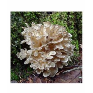 HusMah Hen of the Woods Mushroom Seeds