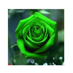 HusMah Holland Rare Green Rose Imported Seeds