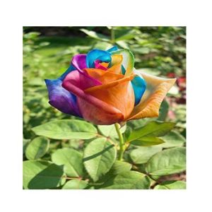 HusMah Holland Rare Multi Color Rose Seeds