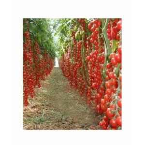 HusMah Hybrid Tomato Seeds 25kg Production per Plant