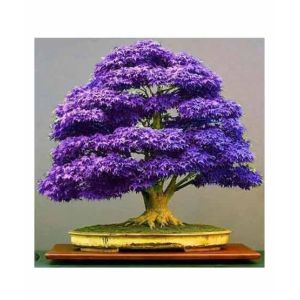 HusMah Japanese Purple Maple Bonsai Tree Seeds