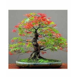 HusMah Japanese Red & Green Maple Bonsai Tree Seeds