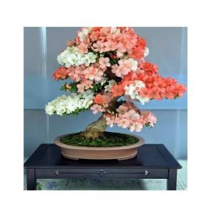 HusMah Japanese Sakura Cherry Blossoms Seeds