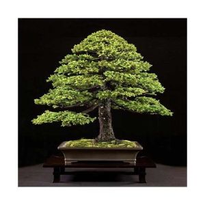 HusMah Japnaese White Spruce Pine