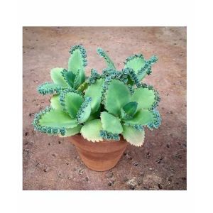 HusMah Kalanchoe Succulent Seeds