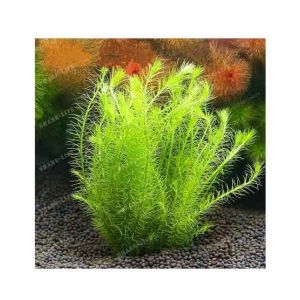 HusMah Live Aquarium Fish Tank Snapdragon Plant Seeds
