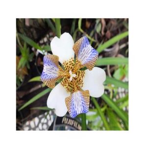 HusMah Neomarica Gracilis Flower Seeds