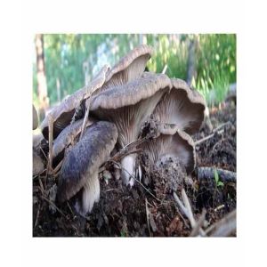 HusMah Oyster Mushroom Seeds