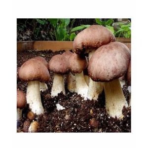 HusMah Portobello Mushroom Seeds