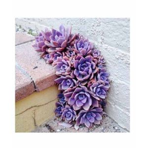 HusMah Purple Climbing Succulent Seeds