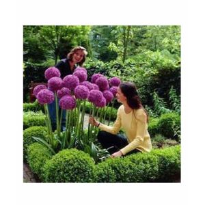 HusMah Purple Giant Allium Giganteum Beautiful Flower Seeds