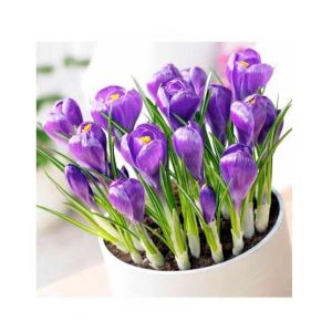 HusMah Purple Saffron Seeds
