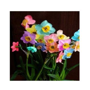 HusMah Rainbow Daffodils Perennial Flowering Plants Seeds