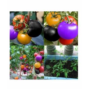 HusMah Rainbow Tomato Seeds