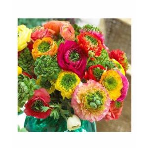 HusMah Ranunculus Persian Buttercup Seed