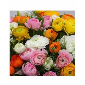 HusMah Ranunculus Persian Buttercup Seed