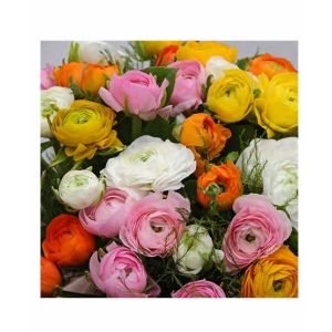 HusMah Ranunculus Persian Buttercup Seed