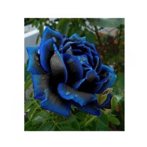 HusMah Rare Blue & Black Rose Seeds