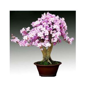 HusMah Rare Bonsai Light Purple Azalea Seeds