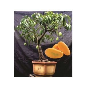 HusMah Rare Bonsai Mango Seeds