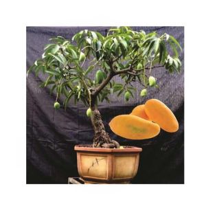 HusMah Rare Bonsai Mango Seeds