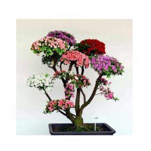 HusMah Rare Bonsai Multicolor Azalea Imported Seeds