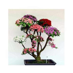 HusMah Rare Bonsai Multicolor Azalea Imported Seeds