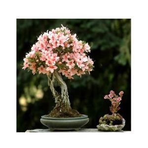 HusMah Rare Bonsai Pink Color Azalea Seeds