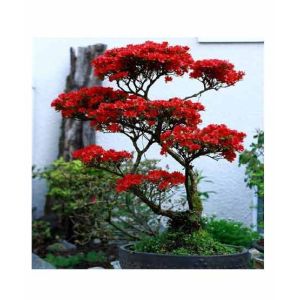 HusMah Rare Bonsai Red Azalea Seeds