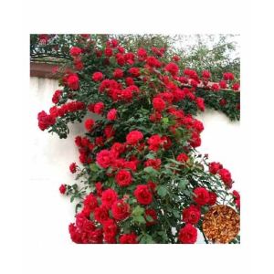 HusMah Rare Climbing Rose Seeds Red