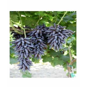 HusMah Rare Finger Graps Seeds