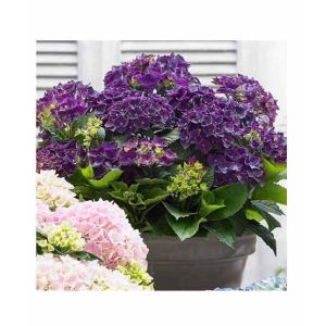 HusMah Rare Hydrangea Seed Purple