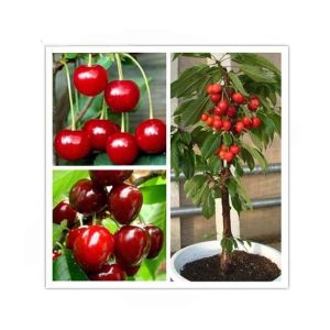 HusMah Rare Japanese Red Pink Cherry