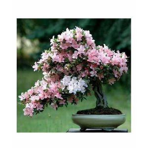 HusMah Rare Japanese Sakura Pink