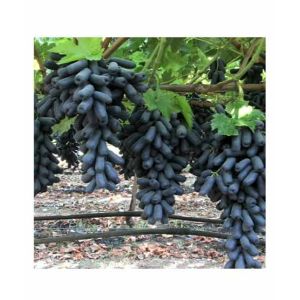 HusMah Rare Moon Drops Graps Seeds