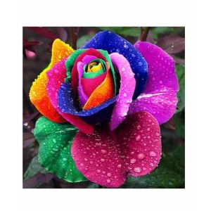 HusMah Rare Multi Color Rose Seeds