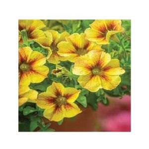 HusMah Rare Petunia Seeds Yellow