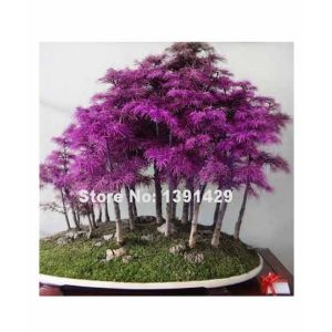 HusMah Rare Purple Dawn Redwood Bonsai Tree Seeds