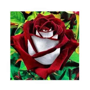 HusMah Rare Red & White Rose Seeds